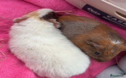 Guinea Pig rodents for sale: 2 Female Guinea Pigs With Cage - Image 4