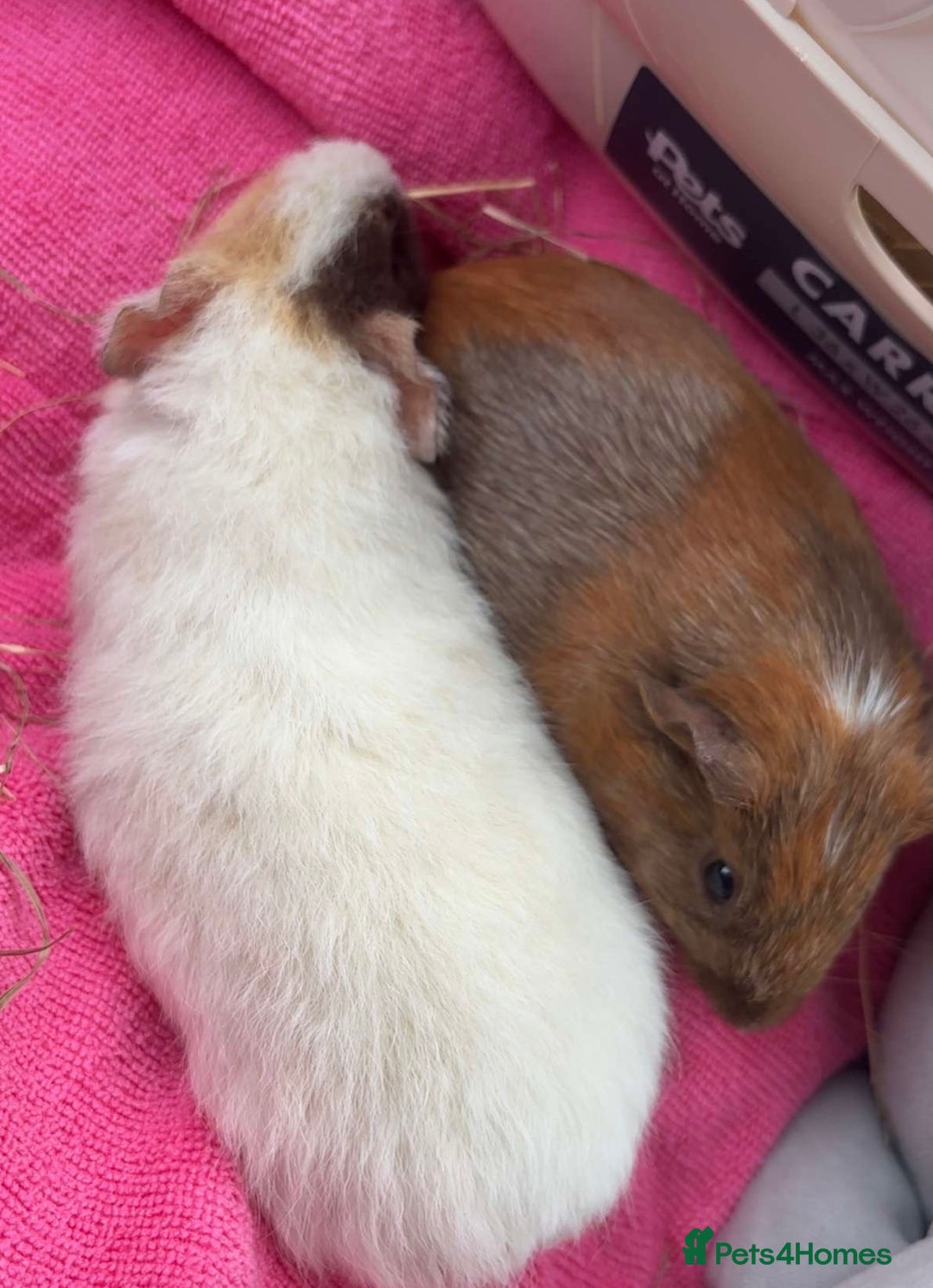 Guinea Pig rodents for sale: 2 Female Guinea Pigs With Cage - Image 4