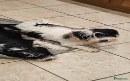 Mixed Breed dogs for sale: Mixed breed puppy. - Image 3