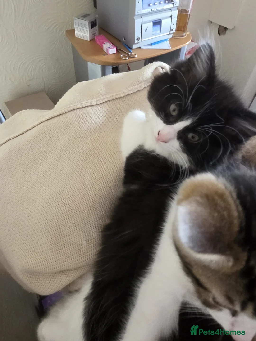 Mixed Breed cats for sale: Kittens for sale in Wednesbury - Advert 8