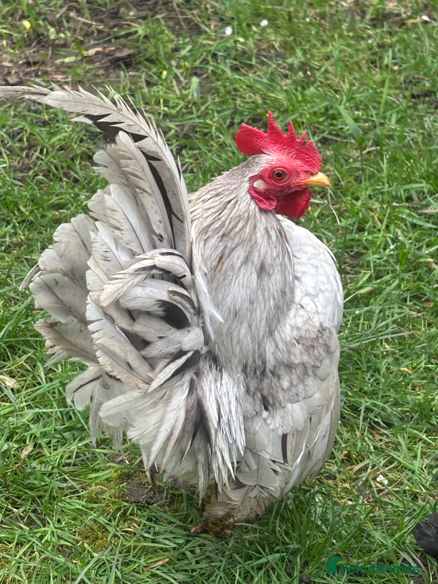 Chickens poultry Serama cockerelNOW SOLD. HENS and CHICKS available - Advert 16