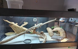 Bearded Dragon reptiles for sale: Male Bearded dragon 4 years old. 4x2x2ft vivarium - Image 1