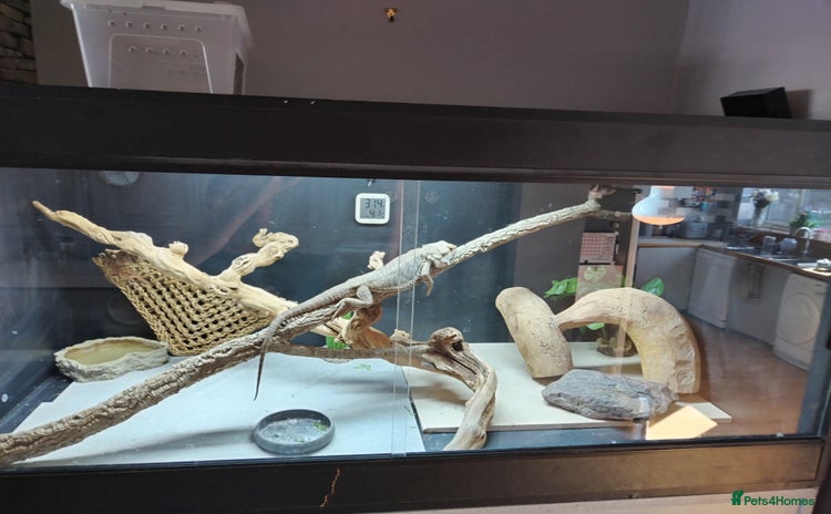 Bearded Dragon reptiles - Advert 1