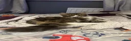 British Shorthair cats for sale: Cat for sale - Advert 2