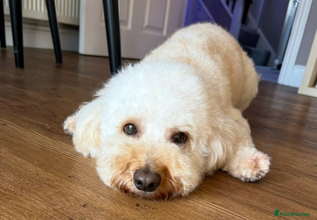 Cockapoo dogs Teddy 4 and half year old cockapoo - Advert 3