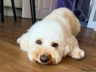 Cockapoo dogs Teddy 4 and half year old cockapoo - Advert 3