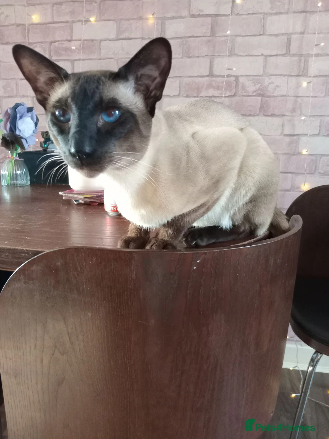Siamese cats for sale: 4x male siamese/oriental kittens for sale - Advert 2