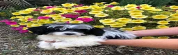 Mixed Breed dogs for sale: Poodle / papillon puppies  in Tonbridge - Advert 3
