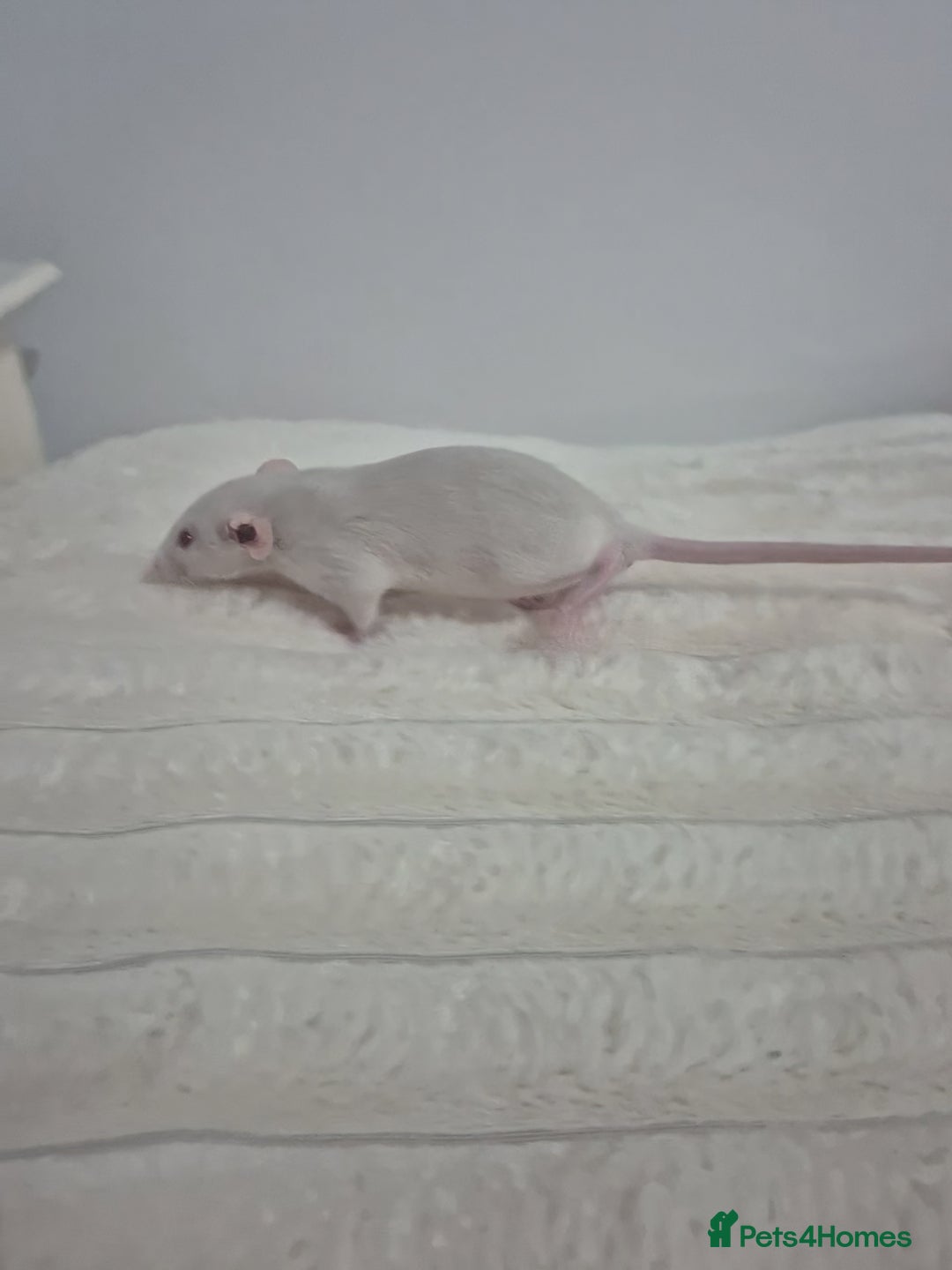 Rat rodents for sale: Baby rats 1 litter available now - Advert 4