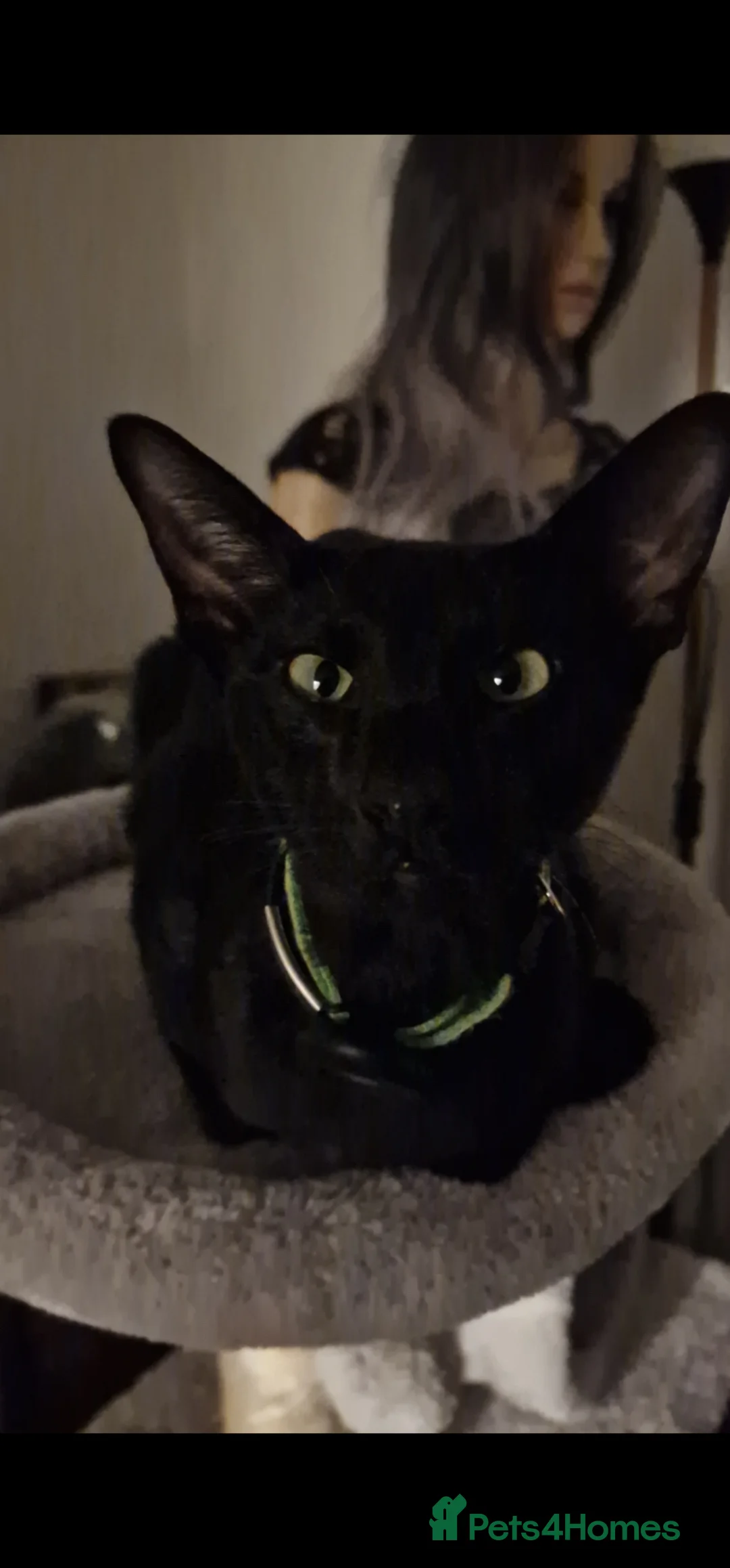 Oriental cats for stud: Lovely black Oriental Kitten. 1 yers old  in South Ockendon - Advert 2