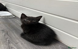 Mixed Breed cats for sale: Need to go ASAP - Image 2