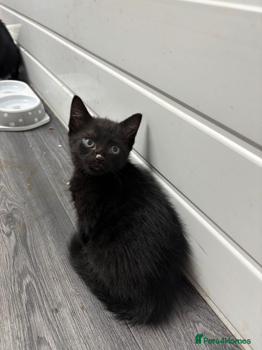 Mixed Breed cats for sale: Need to go ASAP - Image 2