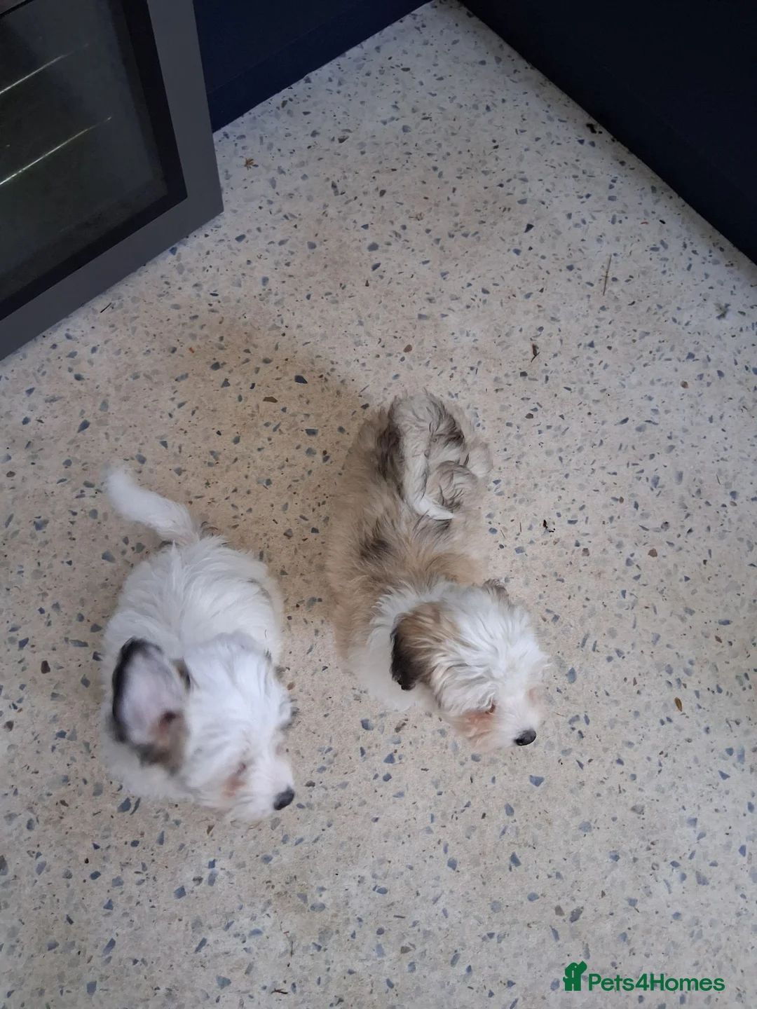 Maltipoo dogs for sale: 🌟LAST BOY LEFT🌟READY NOW🌟£1000 - Advert 2