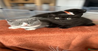 British Shorthair cats - Advert 11