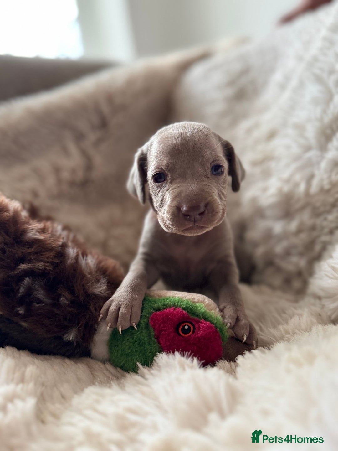 Weimaraner dogs for sale:  KC Reg Weimaraner Pups from Champion Bloodlines ✨ - Image 16