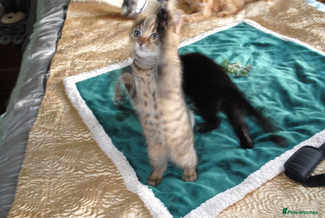 Mixed Breed cats for sale: Beautiful kittens available  - Image 6