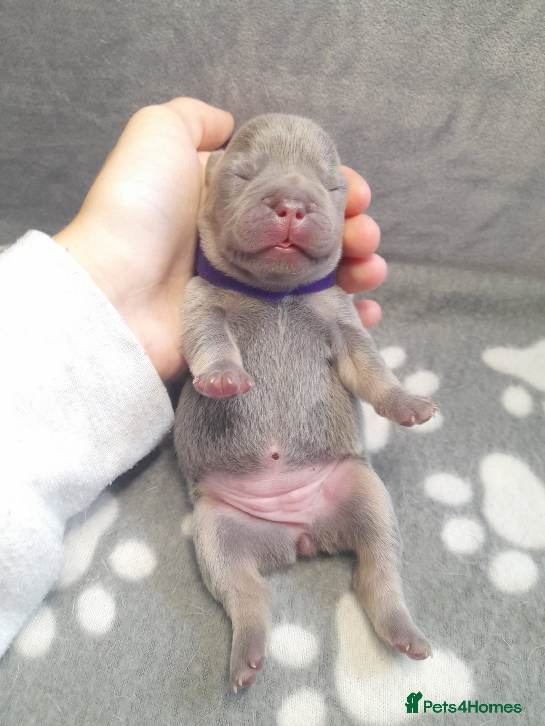 French Bulldog dogs for sale: Pedagree & KC papered merl carrying French bulldog - Image 9