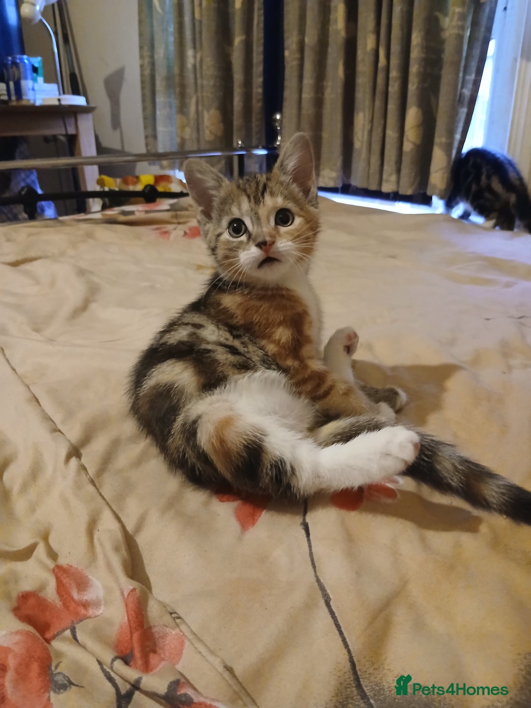 Mixed Breed cats for sale: Kittens for sale - Advert 14