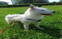 Mixed Breed dogs for adoption: 💖🐶 ATHENA 🐶💖 - Image 19