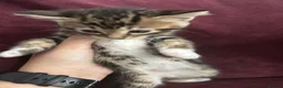 Domestic Shorthair cats for sale: BLACK+GINGER BABY KITTEN/needs to be taken ASAP in London - Advert 8