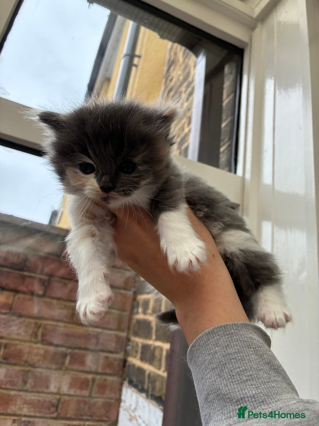 Ragdoll cats for sale: Cuddly Ragdoll X kittens - Image 8