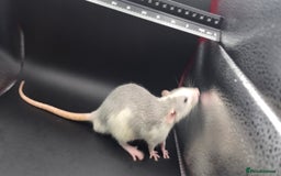 Mouse rodents for sale: Mouse / Rats for same  - Image 8