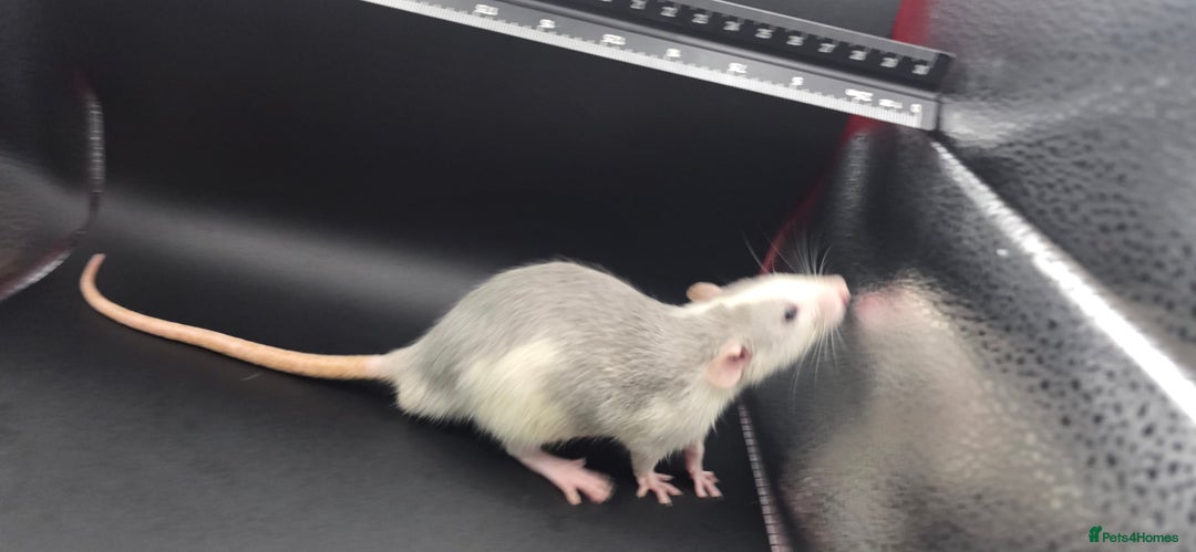 Mouse rodents for sale: Mouse / Rats for same  - Image 8