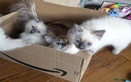 Ragdoll cats for sale: Stunning Adult Ragdoll and Kittens available!  - Image 17