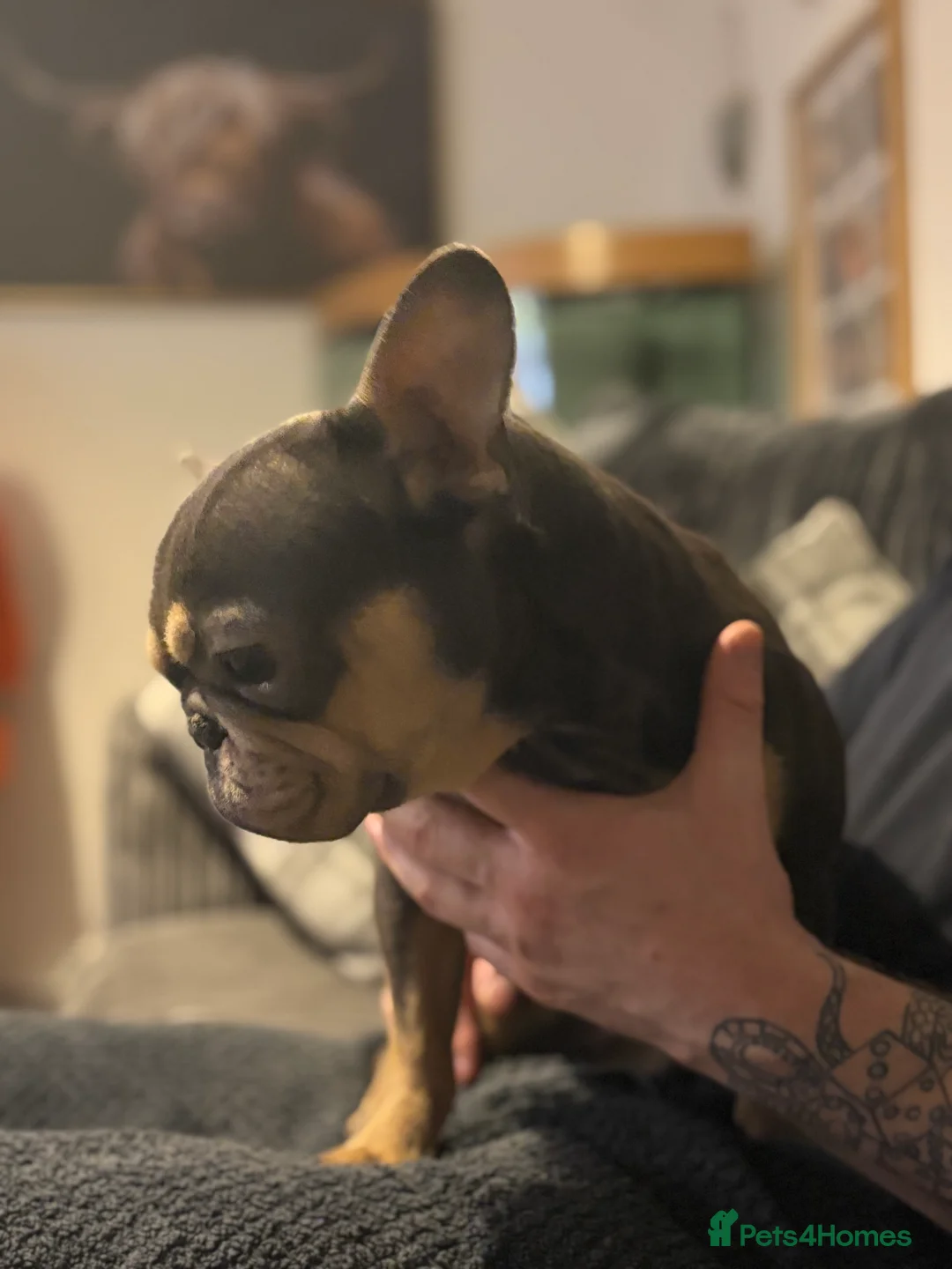 French Bulldog dogs for sale: Little angel frenchie sadly needing a new home - Advert 4