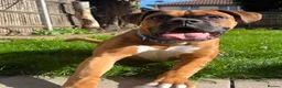 Boxer dogs for sale: Boxer puppy - 10 months old - Advert 12