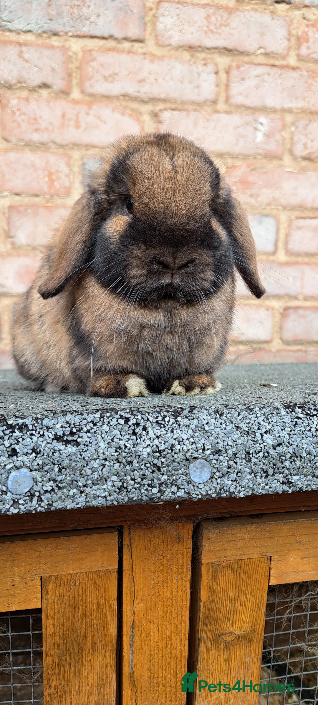 Mini Lop rabbits for sale: Mini Lop babies - Advert 6