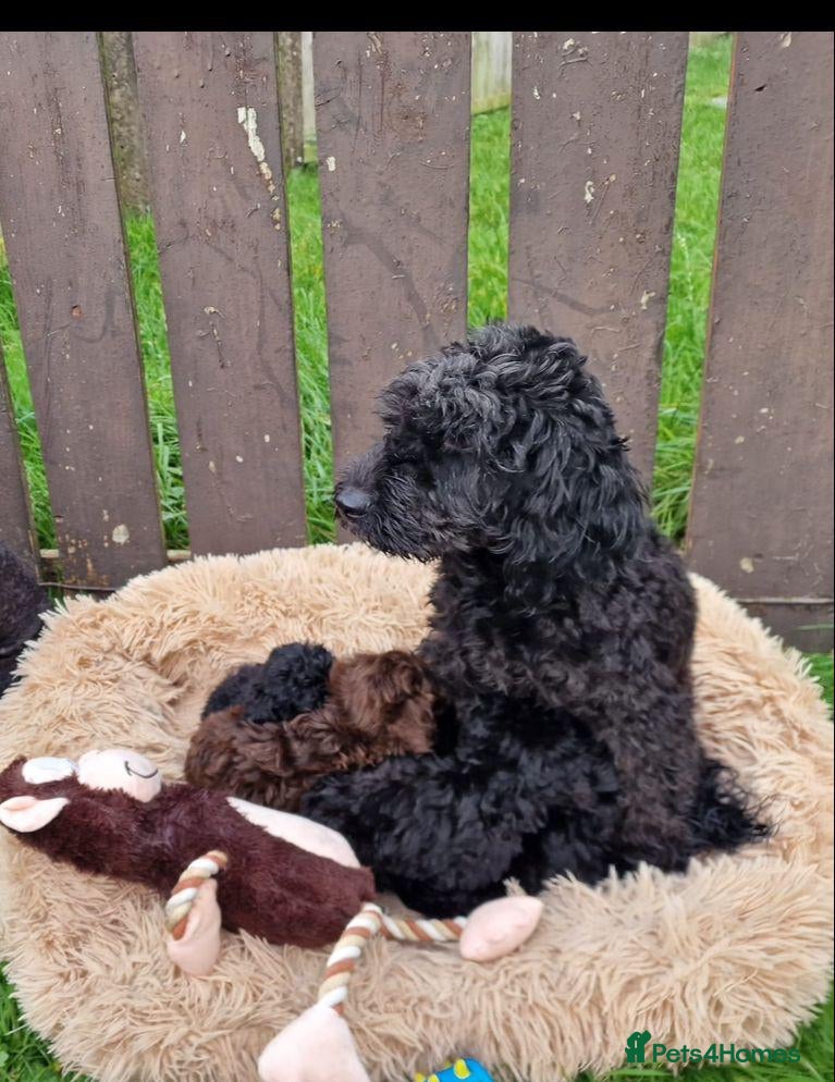 Miniature Poodle dogs Miniature poodle Puppies (One left) - Advert 1