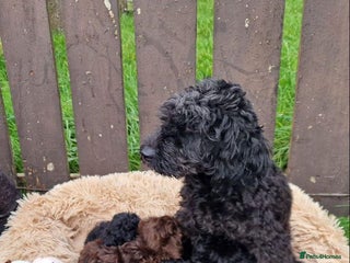 Miniature Poodle dogs Miniature poodle Puppies (One left) - Advert 5