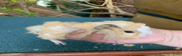 Guinea Pig rodents for sale: Baby Guinea pigs  - Advert 6