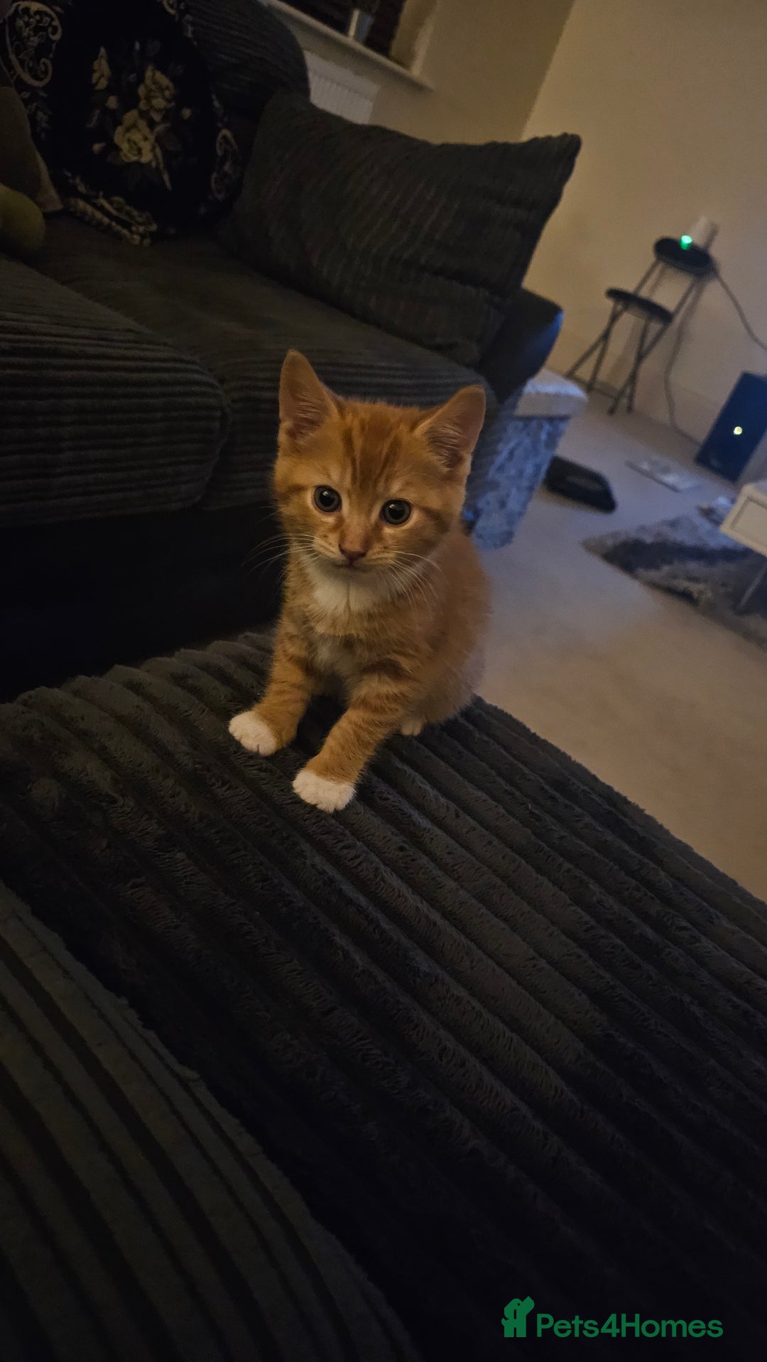 British Shorthair cats for sale: A Kitten for  **   - Advert 6