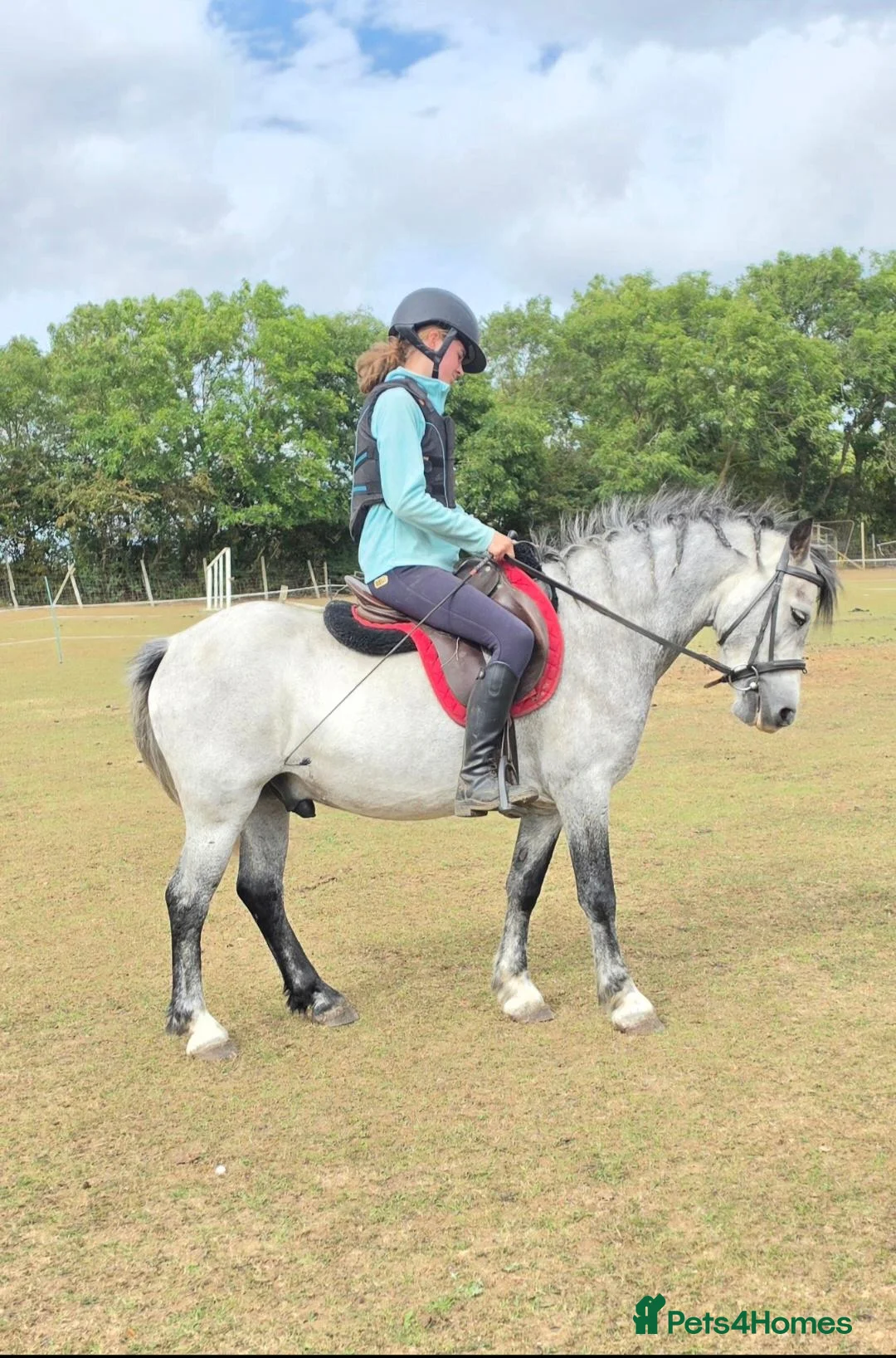 Welsh Section C horses for sale: I have available a lovely 12.2 welsh gelding - Advert 10