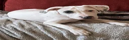 Staffordshire Bull Terrier dogs for sale: Gorgeous missy the second  - Advert 9