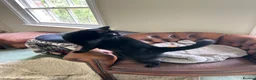 Mixed Breed cats for sale: Two Cats for Rehoming - can be separated  in Pulborough - Advert 2