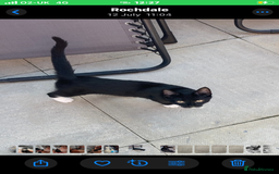British Shorthair cats for sale: Rehoming 6 month black and white cat - Image 1