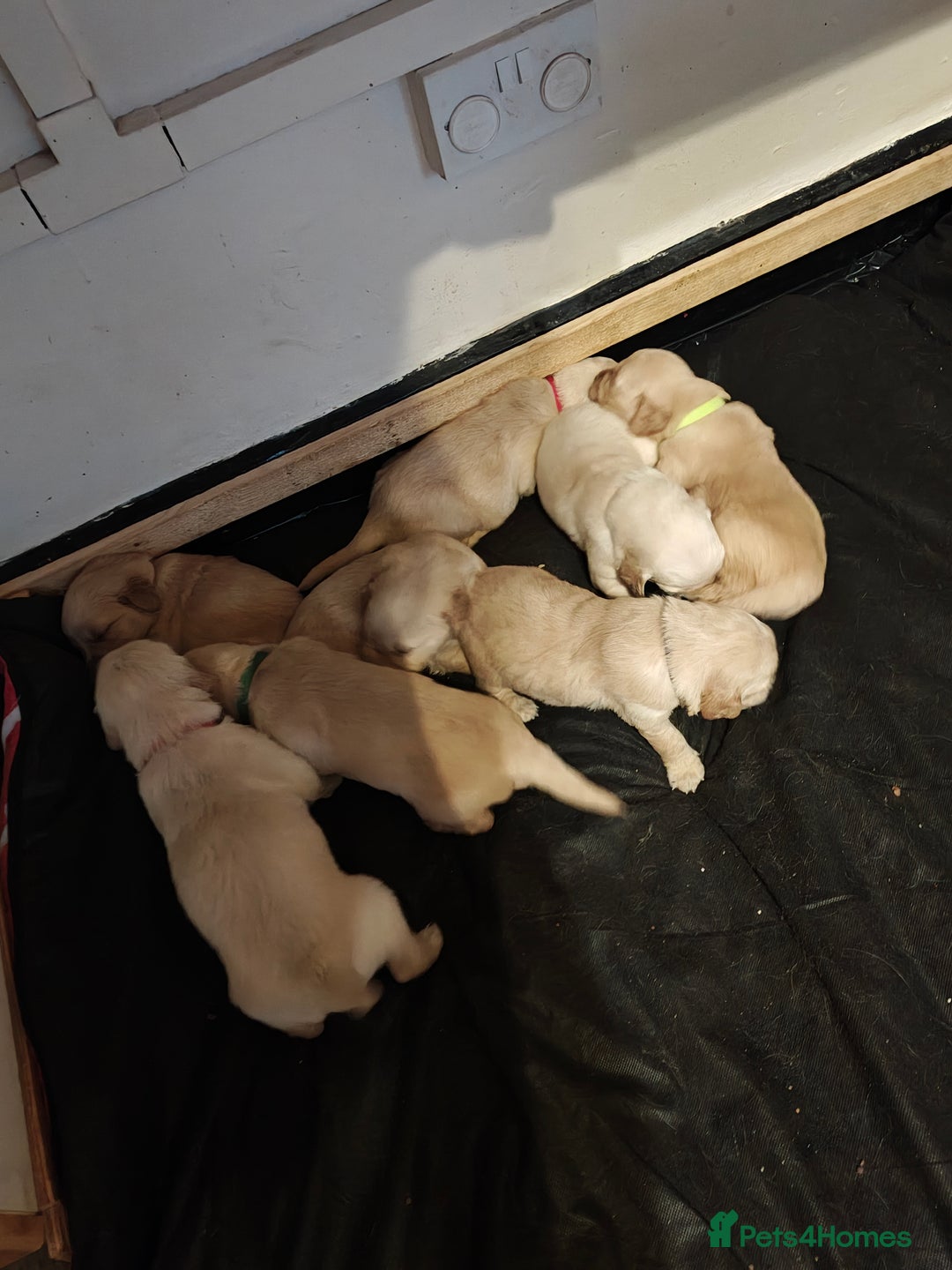 Golden Retriever dogs for sale: 10 Beautiful Golden Retriever puppies  - Advert 5