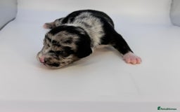 Mixed Breed dogs for sale: Floodle  - Image 8