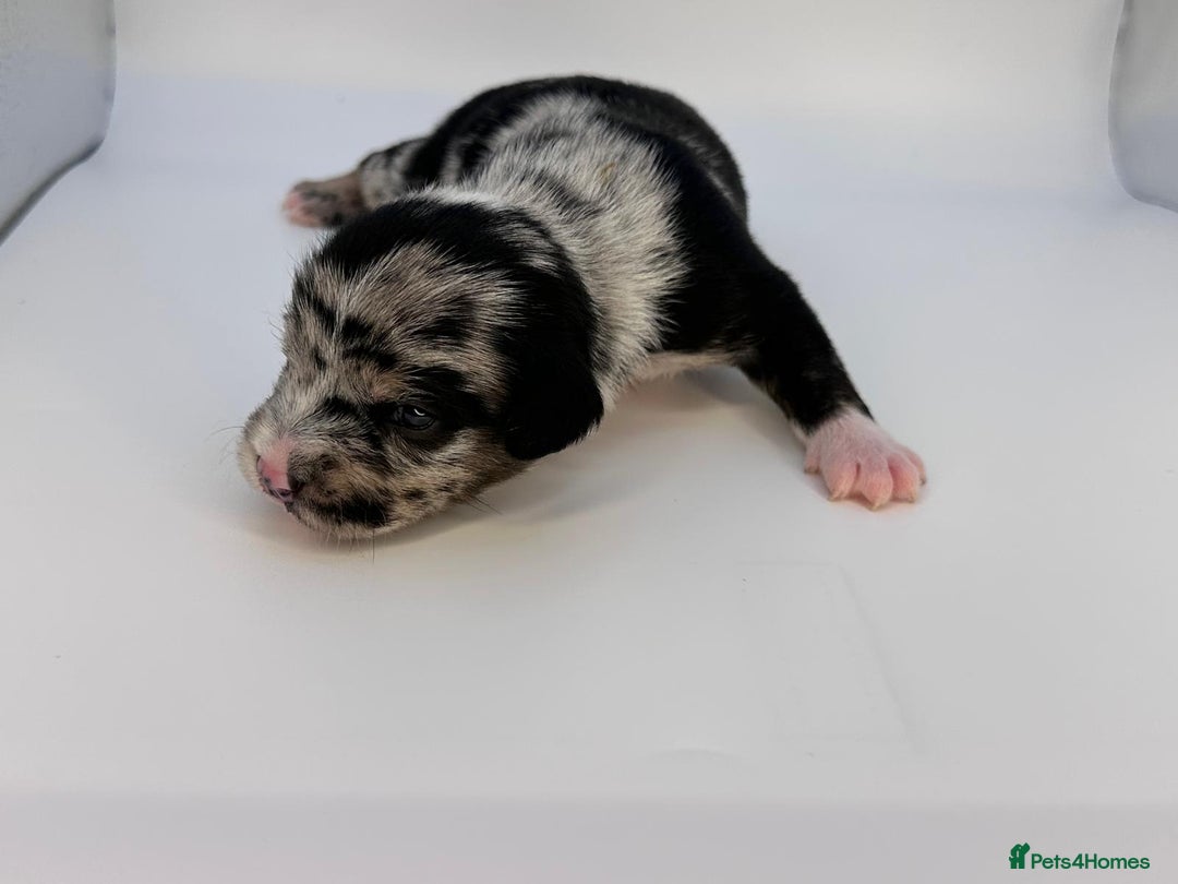 Mixed Breed dogs for sale: Floodle  - Image 8
