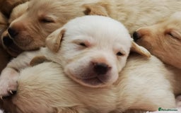 Labrador Retriever dogs for sale:  Beautiful, bouncing Pedigree Pups - Image 1