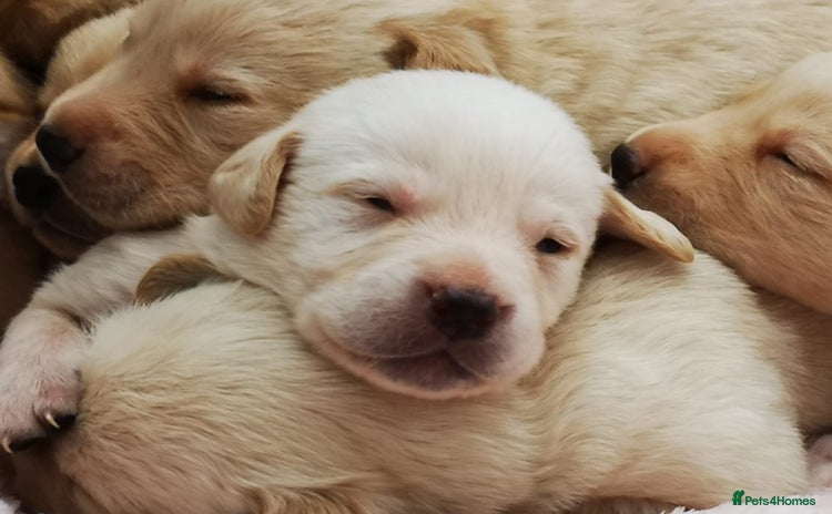 Labrador Retriever dogs - Advert 5
