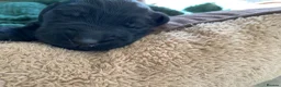 Flat coated Retriever dogs for sale: Beautiful Flat Coated Retriever Puppies in Lairg - Advert 11