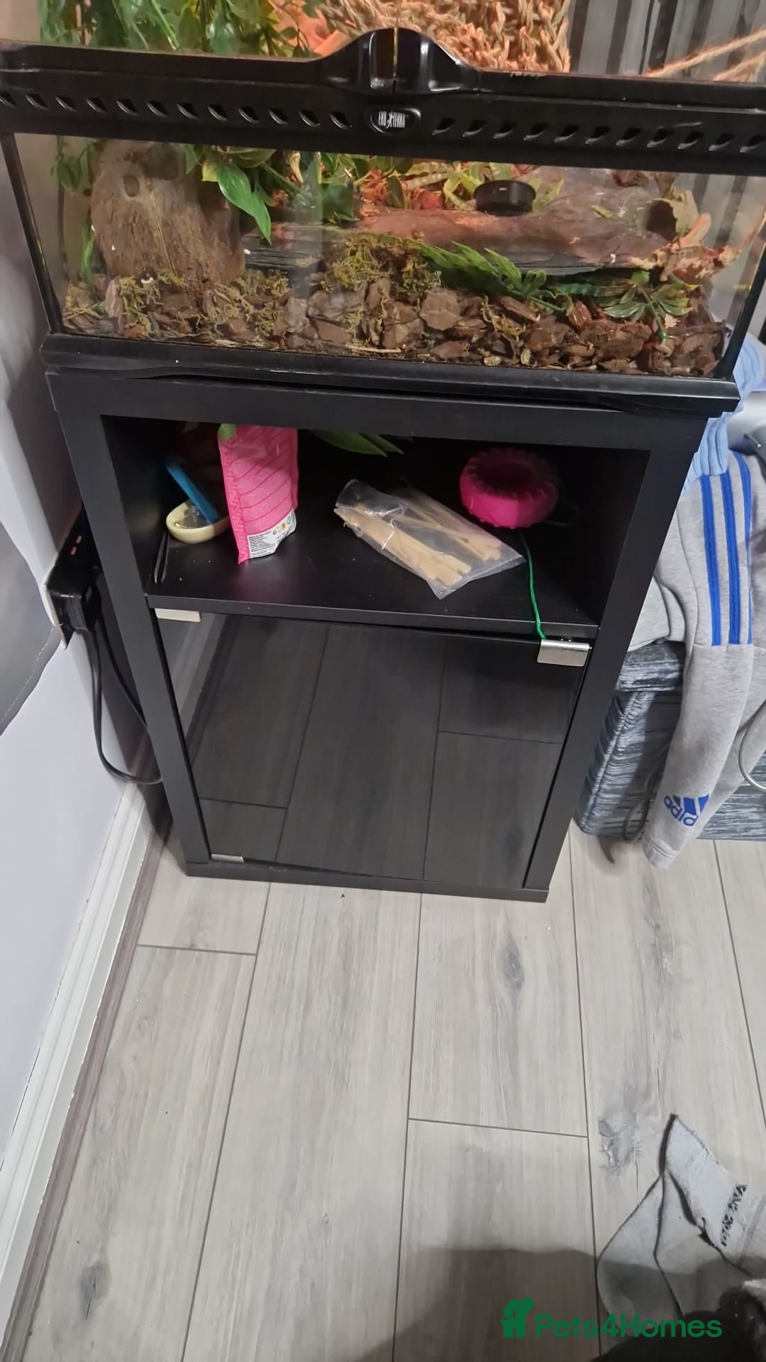 Gecko reptiles for sale: Gecko and vivarium  - Image 5