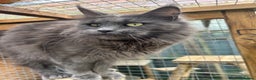 Maine Coon cats for sale: Active TICA GCCF Maine Coon Queen - Advert 2