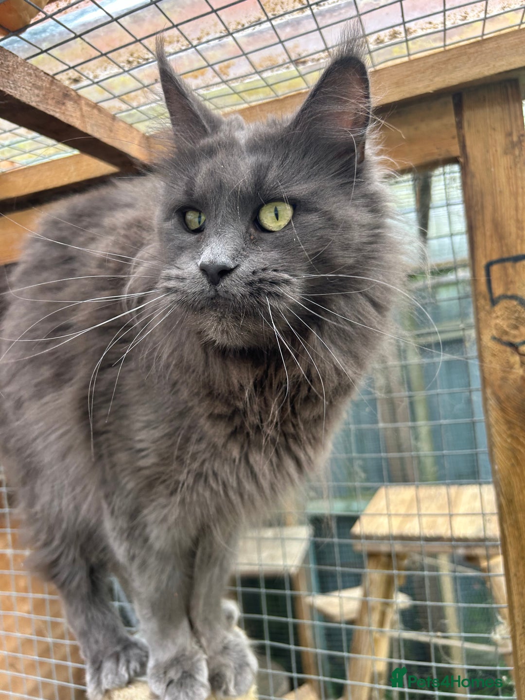 Maine Coon cats for sale: Active TICA GCCF Maine Coon Queen - Advert 2