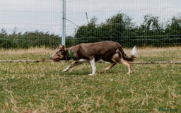 Border Collie dogs for sale: Upcoming Litter Announcement. Join the Waitlist 🐾 - Image 4