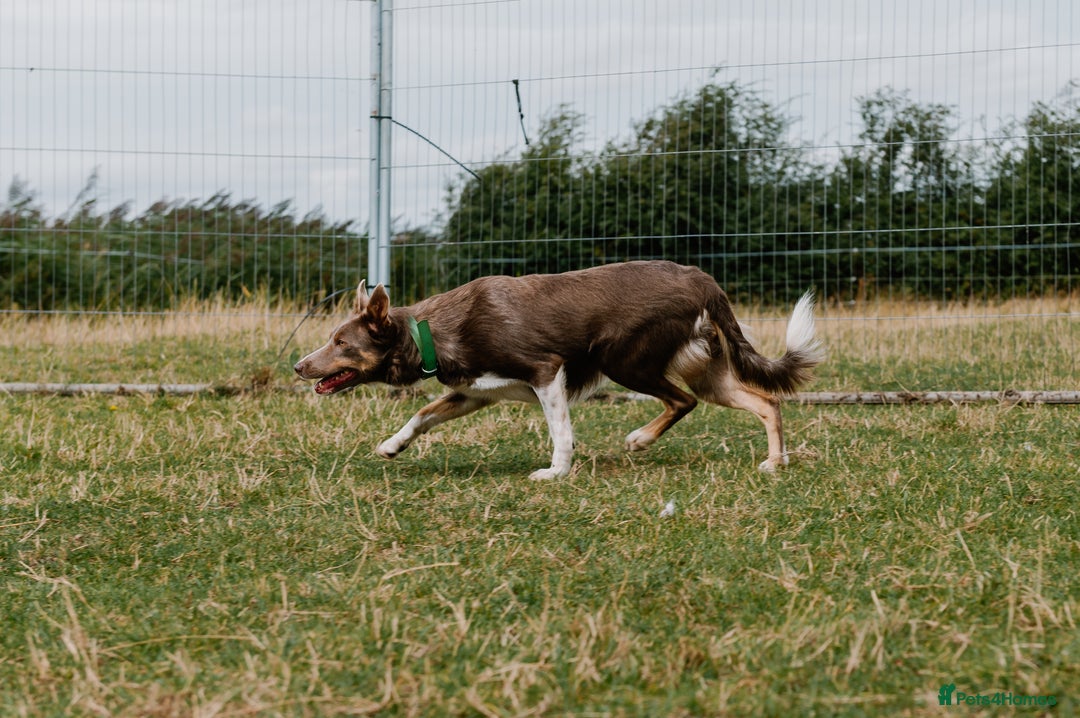Border Collie dogs for sale: Upcoming Litter Announcement. Join the Waitlist 🐾 - Image 4